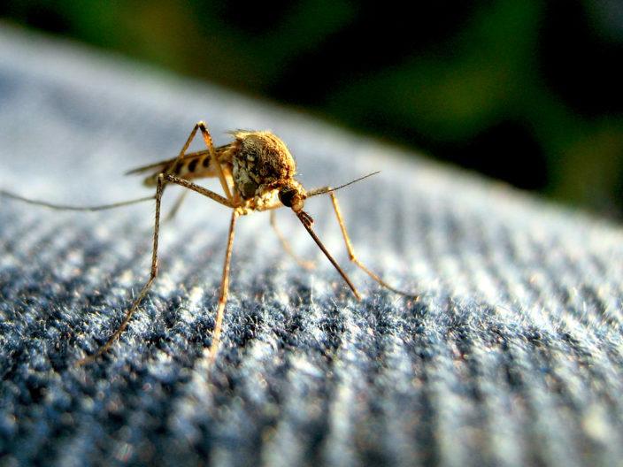 What doctors say about Zika virus